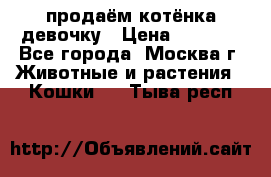 продаём котёнка девочку › Цена ­ 6 500 - Все города, Москва г. Животные и растения » Кошки   . Тыва респ.